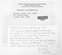 Nemania latissima image